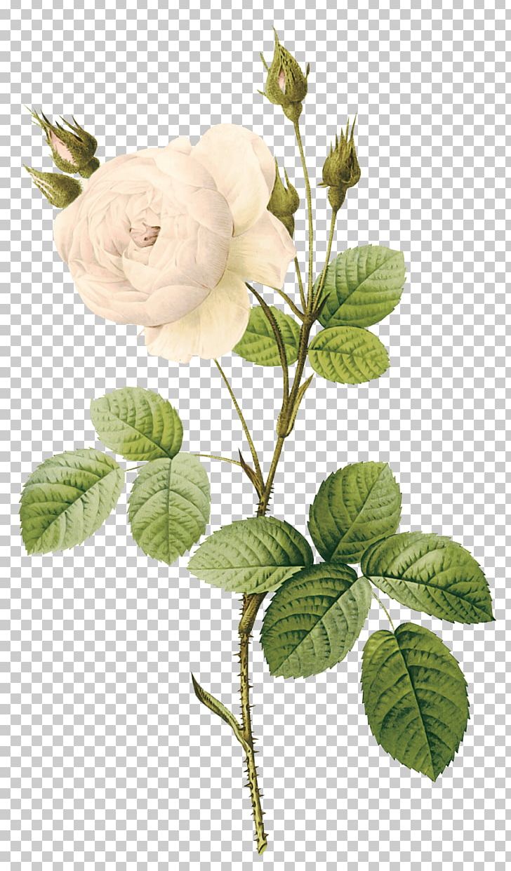 Rose Flower White PNG, Clipart, Botanical, Botanical Illustration, Botany, Branch, Flowering Plant Free PNG Download