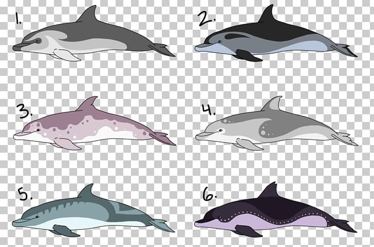 Spinner Dolphin Common Bottlenose Dolphin Short-beaked Common Dolphin Striped Dolphin Tucuxi PNG, Clipart, Animals, Automotive Design, Bottlenose Dolphin, Cetacea, Fauna Free PNG Download