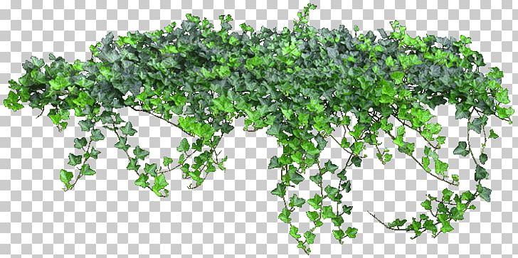 Vine PNG, Clipart, Bitki Resimleri, Computer Icons, Data Compression, Herb, Ivy Free PNG Download