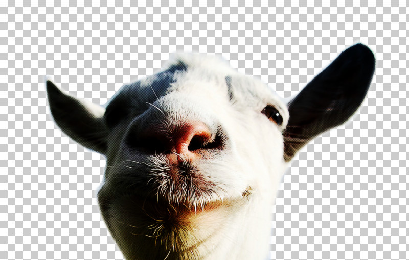 goat simulator goatz vial of god