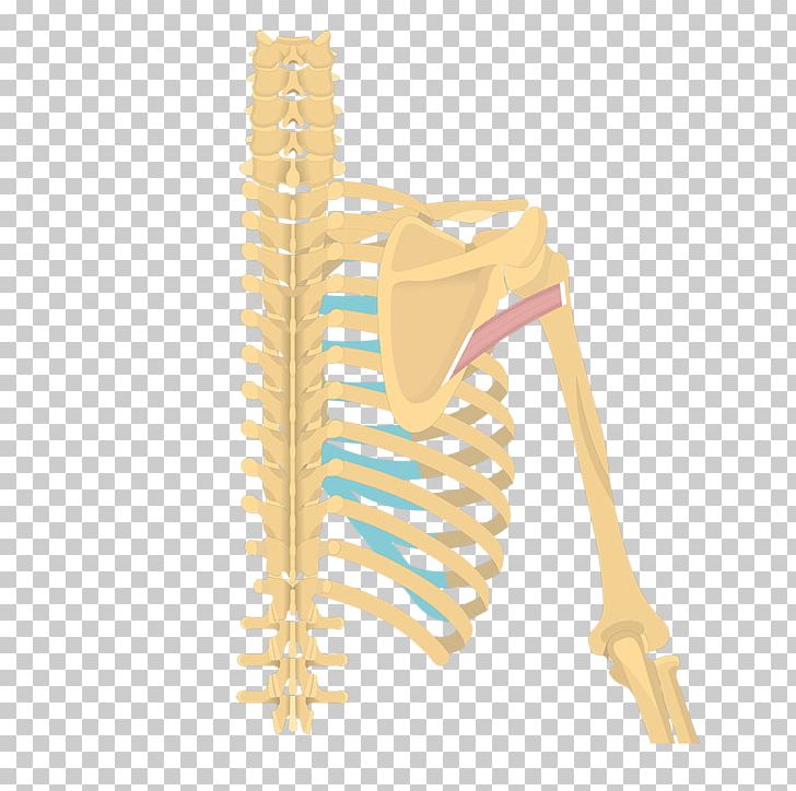 Latissimus Dorsi Muscle Teres Minor Muscle Origin And Insertion Teres Major Muscle Supraspinatus Muscle PNG, Clipart, Anatomy, Caesio Teres, Deltoid Muscle, Humerus, Iliocostalis Free PNG Download