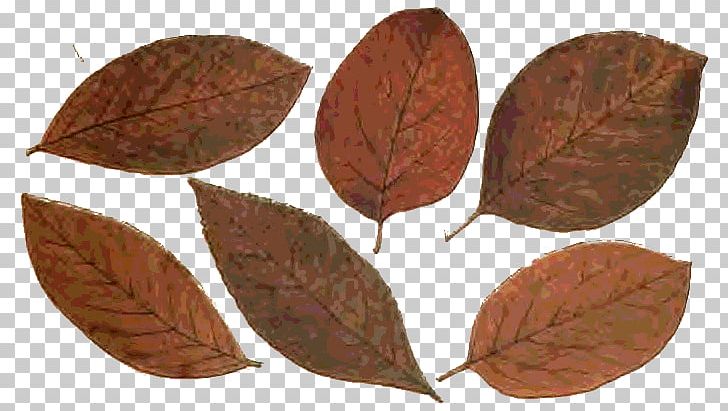 Leaf Autumn Plant Stem Art PNG, Clipart, Art, Art Museum, Autumn, Blackthorn, Botanical Illustration Free PNG Download