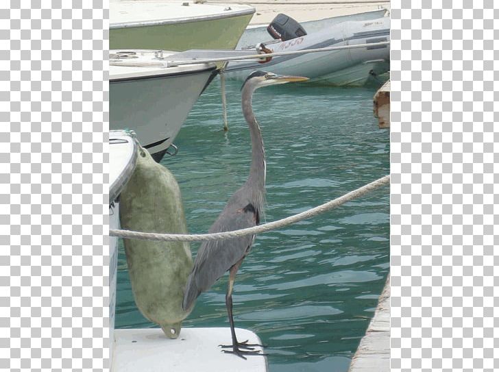 Bird Great Blue Heron Island Wilson Excursions Beak PNG, Clipart,  Free PNG Download