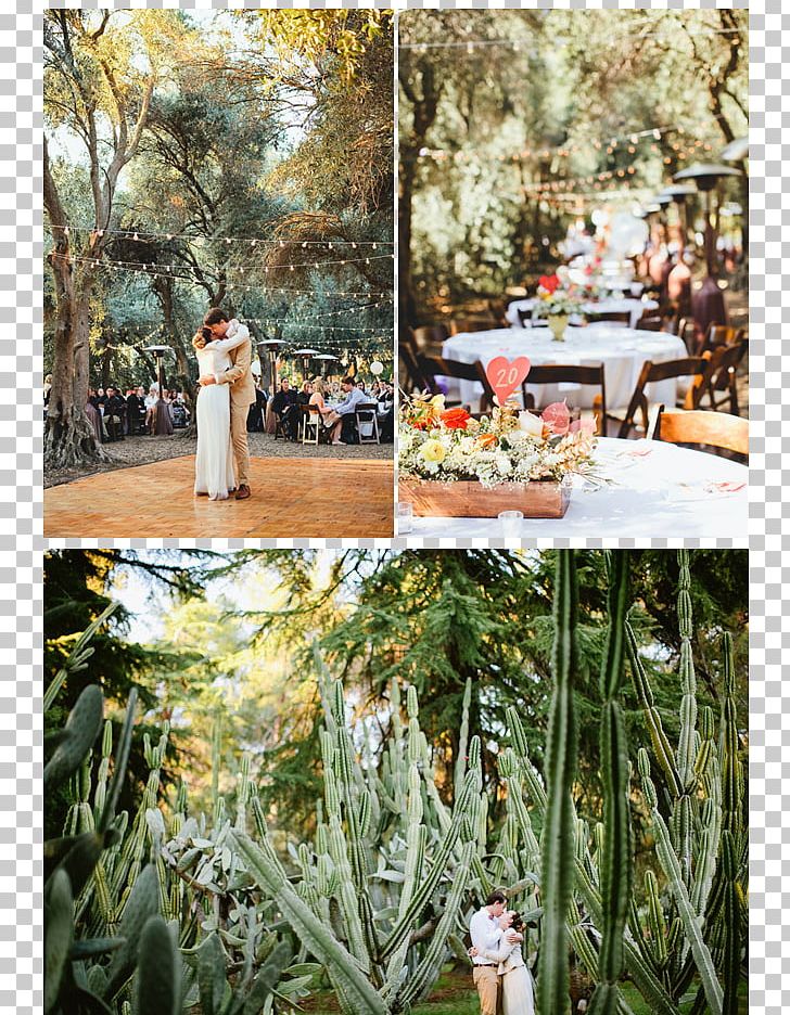 Floral Design Wedding Photography Bridegroom PNG, Clipart, Aisle, Bride, Bridegroom, Cactaceae, Chuppah Free PNG Download