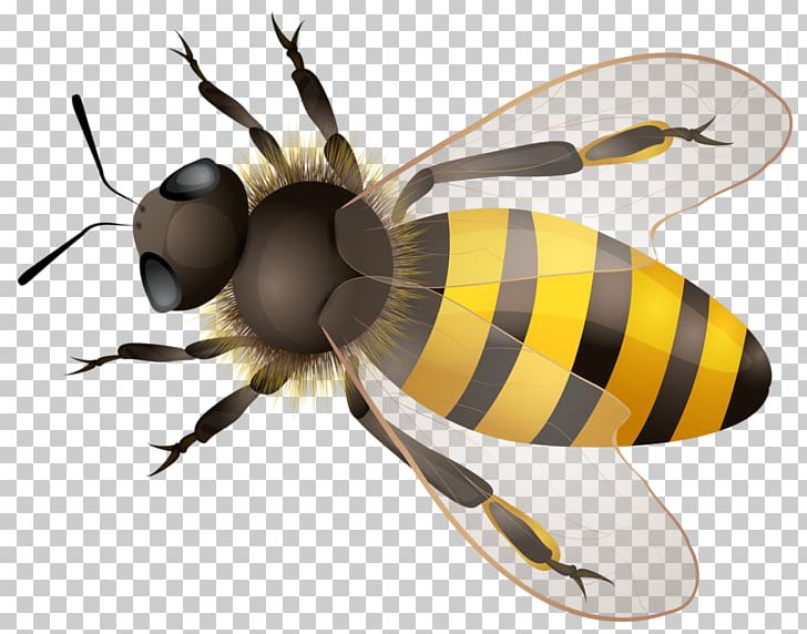 Honey Bee Maya PNG, Clipart, Arthropod, Bee, Download, Fly, Honey Bee Free PNG Download