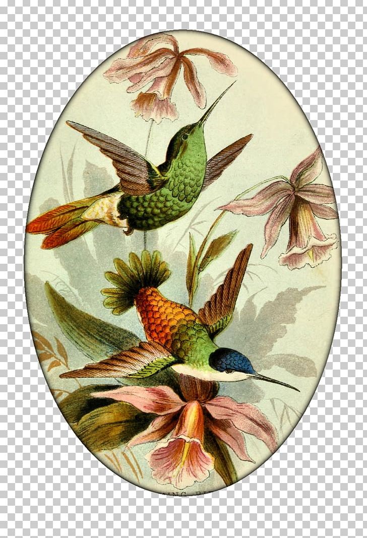 John Gould's Hummingbirds Printmaking PNG, Clipart, Animals, Art, Azure, Beak, Bird Free PNG Download