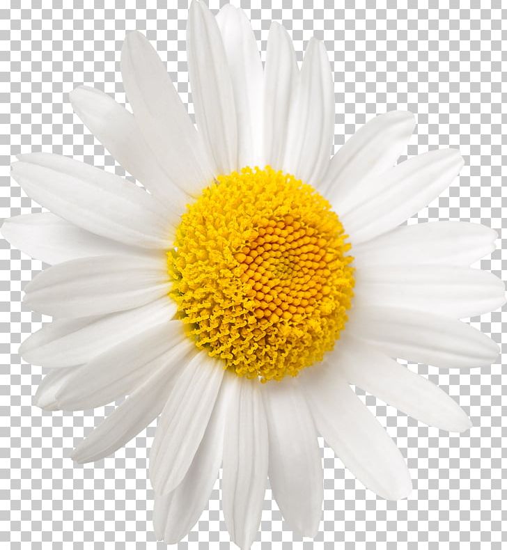 Shasta Daisy Oxeye Daisy Stock Photography Common Daisy PNG, Clipart, Aster, Chamaemelum Nobile, Chamomile, Chrysanths, Common Daisy Free PNG Download