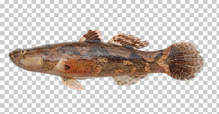 Tilapia Marble Goby Snakehead Murrel Fish PNG, Clipart, Animals, Animal Source Foods, Aquarium, Aquariums, Black Carp Free PNG Download