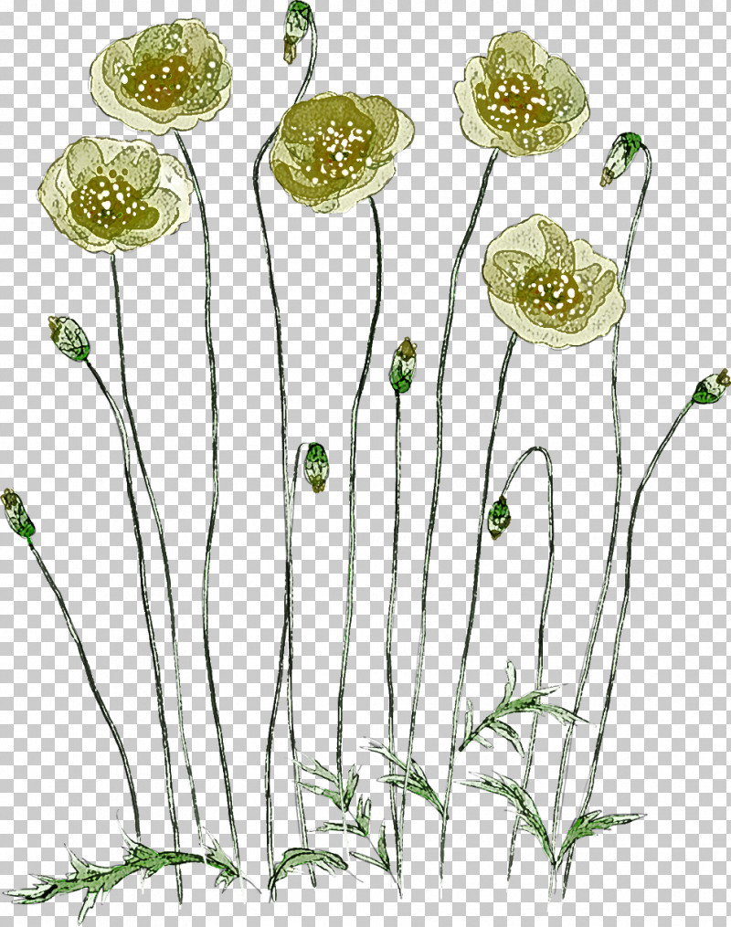 Plant Flower Pedicel Plant Stem Chamomile PNG, Clipart, Chamomile, Flower, Mayweed, Pedicel, Plant Free PNG Download