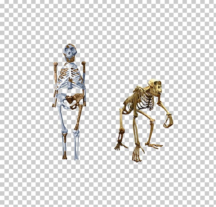 Chimpanzee Neanderthal Human Evolution Human Skeleton PNG, Clipart, Adaptation, Anatomically Modern Human, Anatomy, Bipedalism, Brain Size Free PNG Download