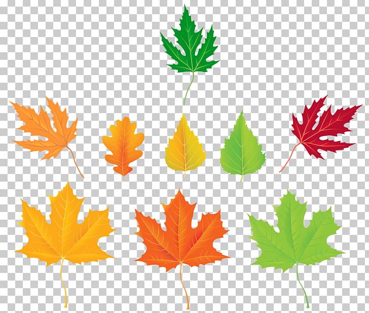 Maple Leaf Autumn PNG, Clipart, Autumn, Autumn Leaf Color, Autumn Leaves, Branch, Computer Icons Free PNG Download