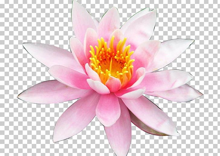 Nelumbo Nucifera Desktop Egyptian Lotus Aquatic Plants Flower PNG, Clipart, Aquatic Plant, Aquatic Plants, Artificial Flower, Desktop Wallpaper, Flower Free PNG Download