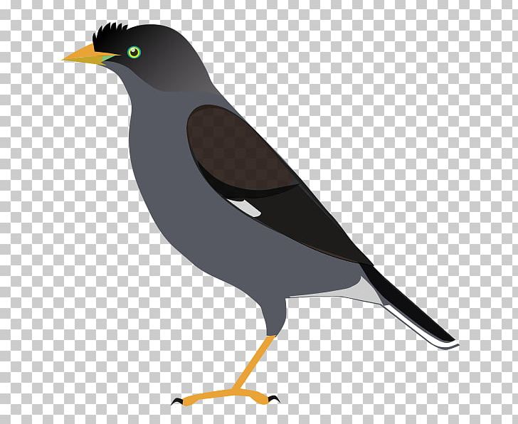 Common Myna Bird Common Raven Crow Family PNG, Clipart, Acridotheres, American Sparrows, Animal, Animals, Beak Free PNG Download