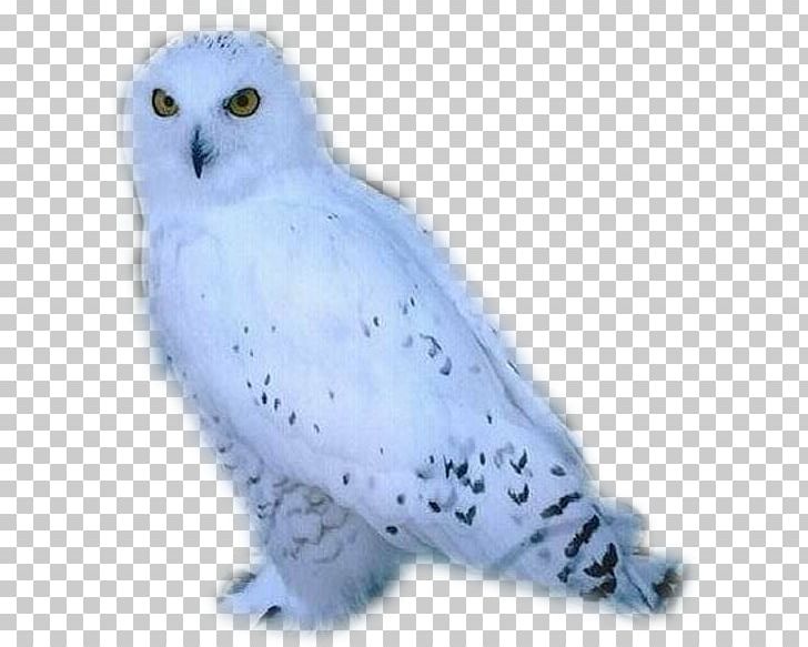 Snowy Owl Bird Arctic Fox PNG, Clipart, Animal, Animals, Animation, Arctic Fox, Beak Free PNG Download