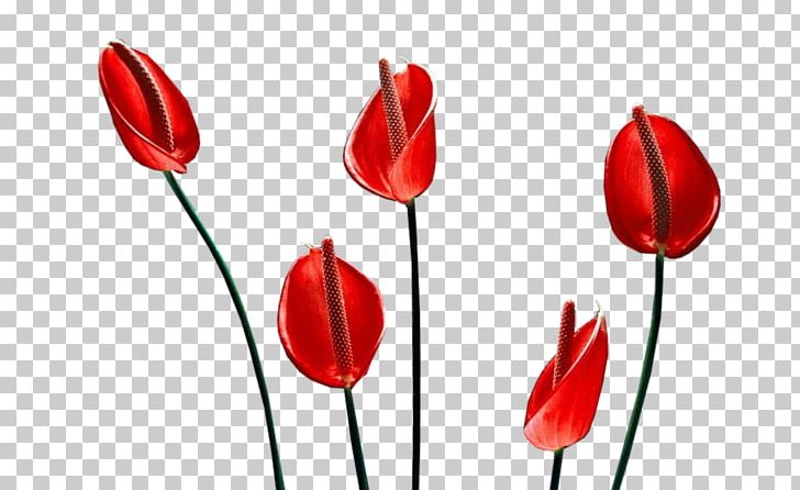 Tulip Cut Flowers .net Internet PNG, Clipart, Cicek, Cicekler, Cicek Resimleri, Cut Flowers, Fleur Free PNG Download