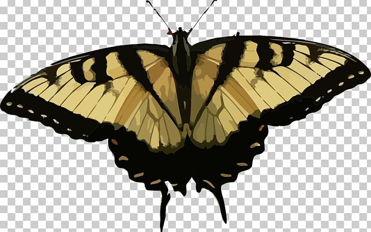 Butterfly Insect Eastern Tiger Swallowtail PNG, Clipart, Animals, Art, Brush Footed Butterfly, Butterflies And Moths, Butterfly Free PNG Download