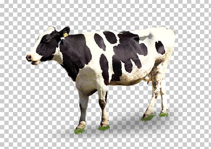 Dairy Cattle Automatic Milking PNG, Clipart, Advertising, Animal, Animals, Calf, Cattle Free PNG Download