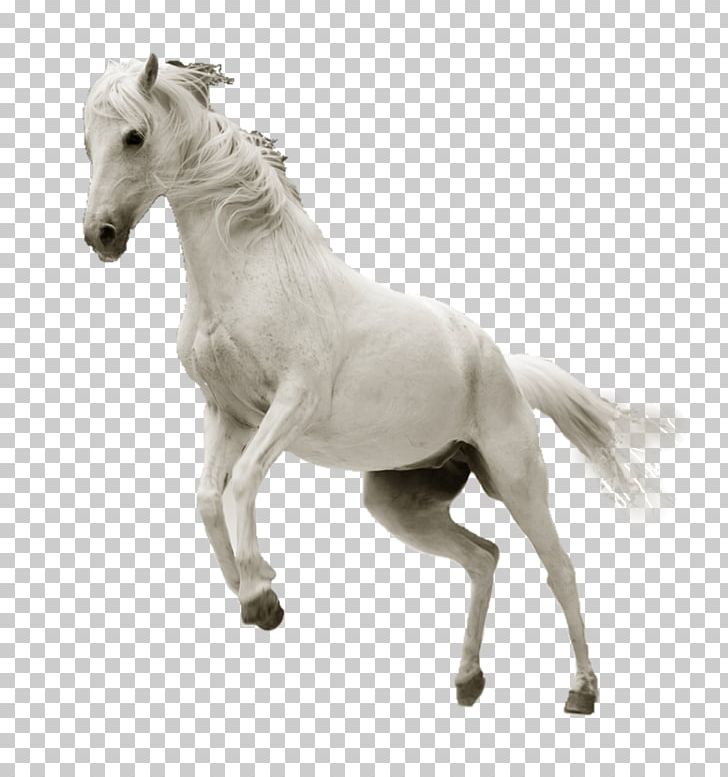 Horse Desktop High-definition Video Ultra-high-definition Television PNG, Clipart, 4k Resolution, 5k Resolution, 720p, 1080p, 2160p Free PNG Download