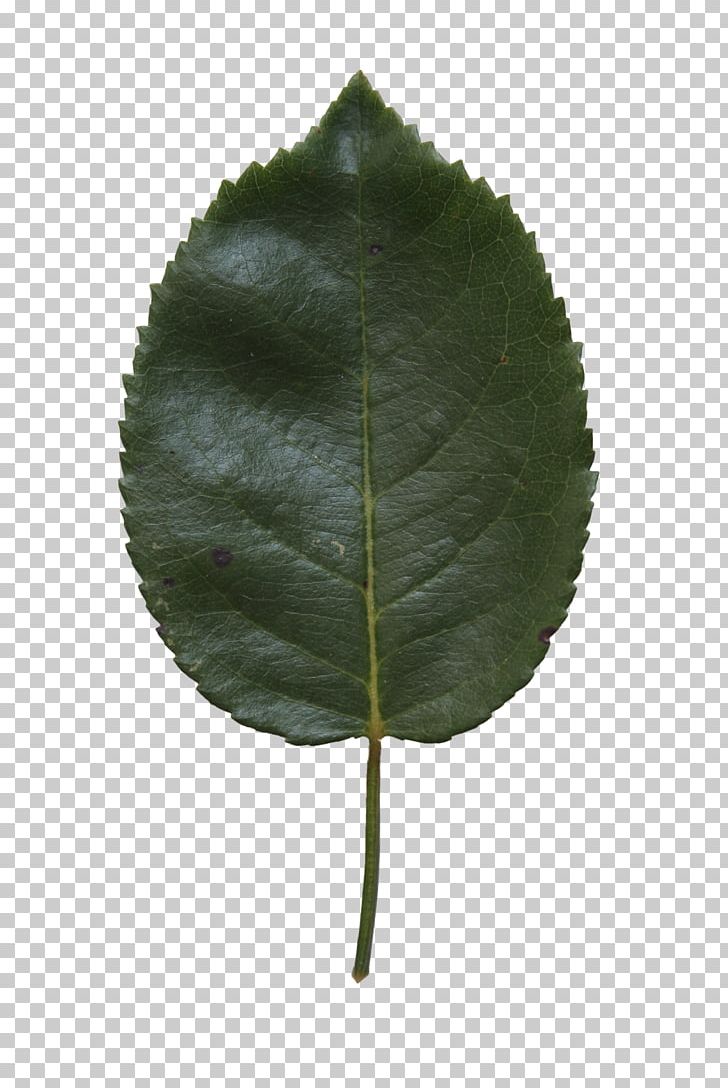 Leaf Silver Birch Paper Birch River Birch Betula Alleghaniensis PNG, Clipart, Betula Alleghaniensis, Betula Cordifolia, Betula Lenta, Betula Utilis, Birch Free PNG Download