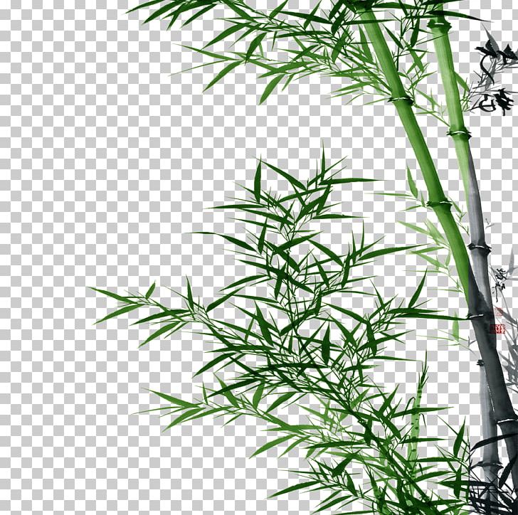 Bamboo Asparagus Setaceus PNG, Clipart, Adobe Illustrator, Asparagus, Bamboo, Bamboo Border, Bamboo Frame Free PNG Download