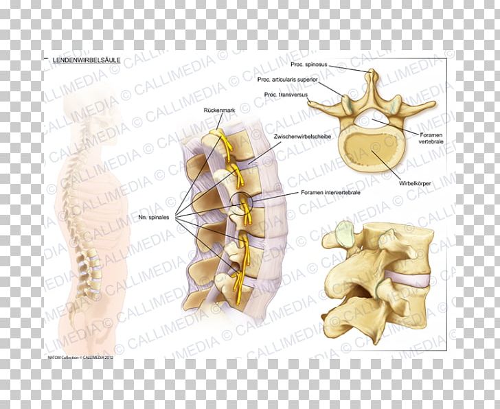 Lumbar Vertebrae Vertebral Column Anatomy Intervertebral Disc PNG, Clipart, Anatomy, Bone, Ear, Human Anatomy, Interspinales Muscles Free PNG Download