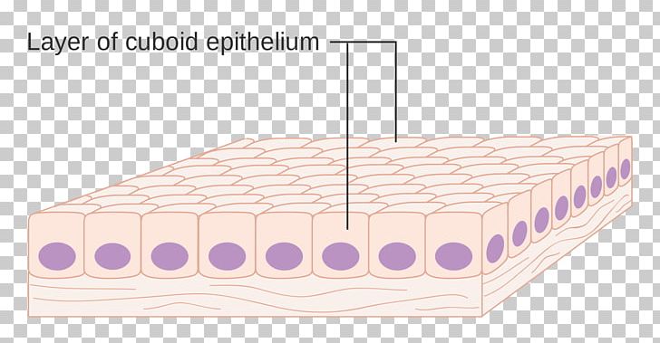 /m/083vt Mattress Line Product Design Cell PNG, Clipart, Angle, Cell, Epithelium, Furniture, Home Building Free PNG Download