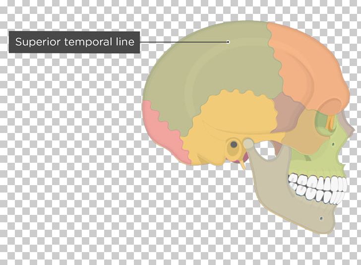 Temporal Line Parietal Bone Skull Temporal Bone Zygomatic Bone PNG, Clipart, Anatomy, Bone, Ear, Fantasy, Frontal Bone Free PNG Download