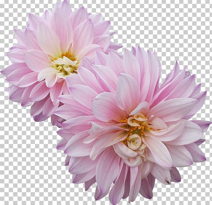 Dahlia Flower Hello Primrose! PNG, Clipart, Annual Plant, Aster, Bud, Chrysanths, Cut Flowers Free PNG Download