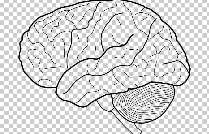 Outline Of The Human Brain Drawing Outline Of The Human Brain PNG, Clipart, Anatomi, Area, Black And White, Brain, Coloring Book Free PNG Download