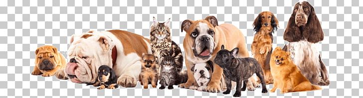 Pet Sitting Dog Cat Puppy PNG, Clipart,  Free PNG Download