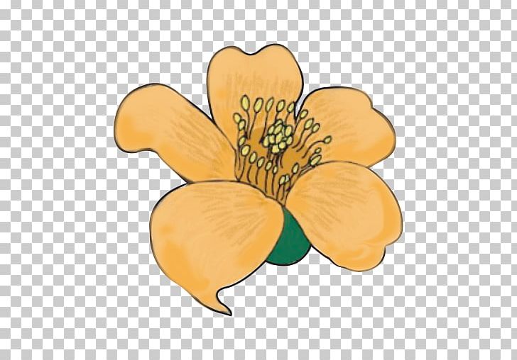 Petal Cut Flowers Flowering Plant PNG, Clipart, Cut Flowers, Flower, Flowering Plant, Others, Petal Free PNG Download