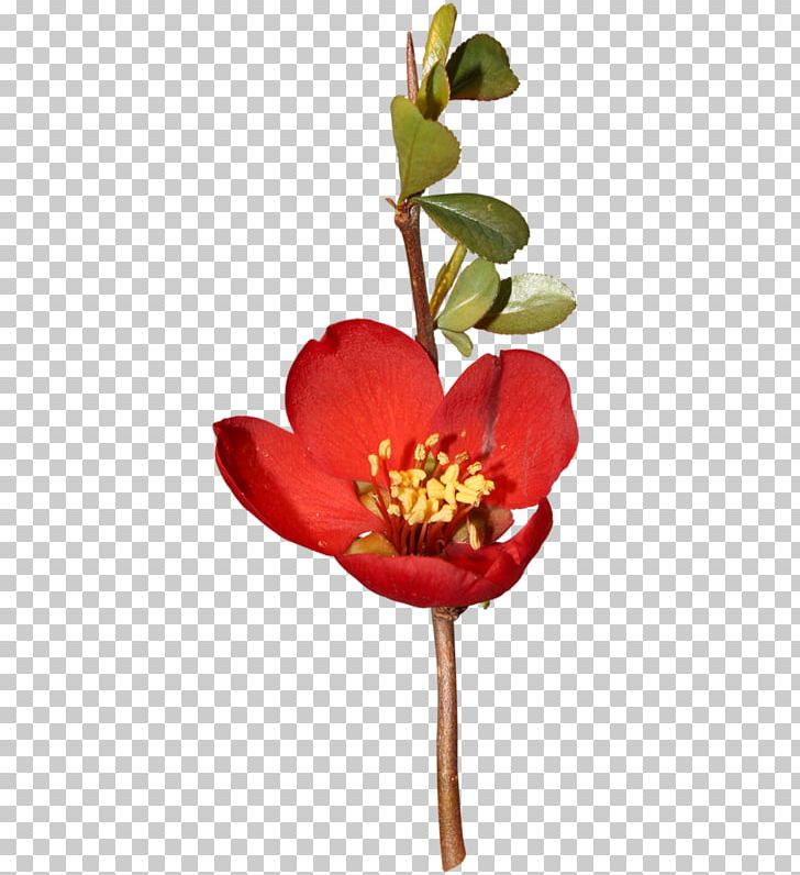 Floral Design Cut Flowers Plant Stem PNG, Clipart, Blog, Blossom, Cut Flowers, Flora, Floral Design Free PNG Download