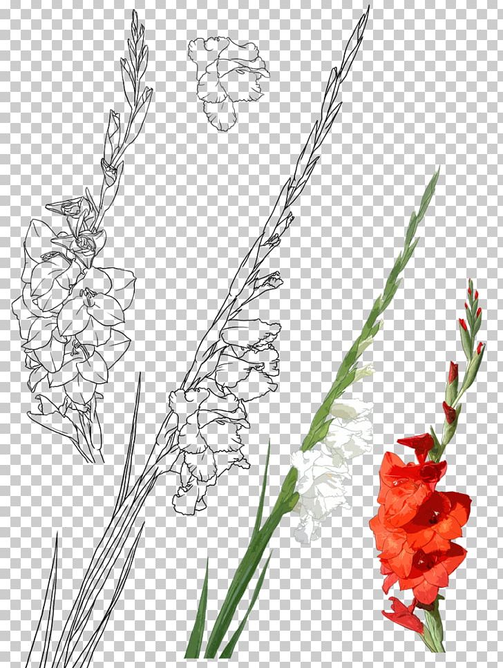 Gladiolus Xd7gandavensis Gongbi Drawing Illustration PNG, Clipart, Branch, Bud, Cut Flowers, Flower, Flower Arranging Free PNG Download