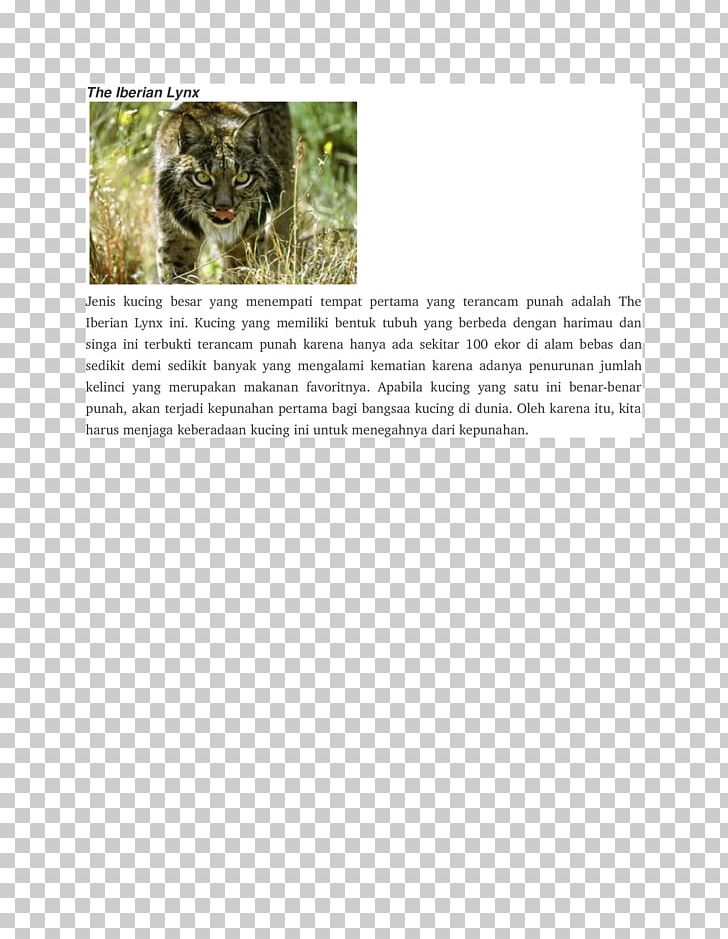 Mammal Dog Iberian Lynx Animal Carnivora PNG, Clipart, Animal, Animals, Canidae, Carnivora, Carnivoran Free PNG Download