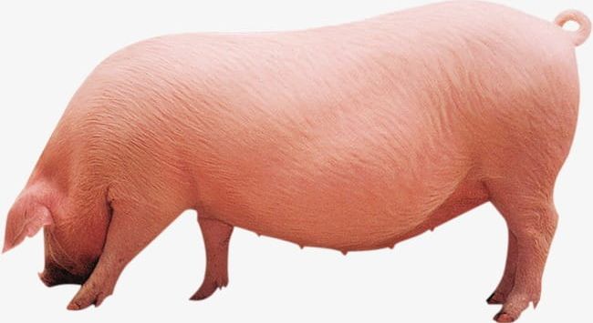 Pig PNG, Clipart, Agriculture, Animal, Brown, Close Up, Cut Out Free PNG Download