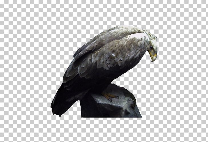 Bird Sculpture PNG, Clipart, Accipitriformes, Adobe Illustrator, Animals, Beak, Bird Free PNG Download