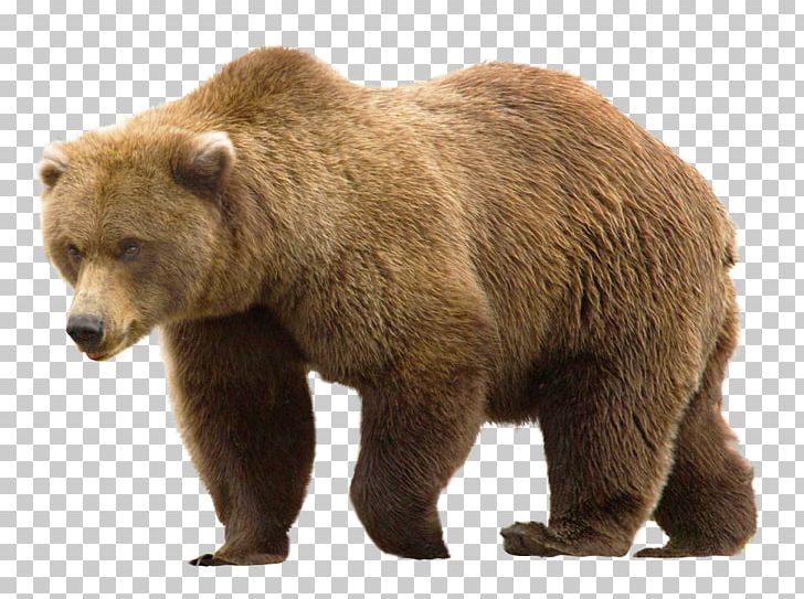 Grizzly Bear PNG, Clipart, Alaska Peninsula Brown Bear, Animals, Bear, Brown Bear, Carnivoran Free PNG Download