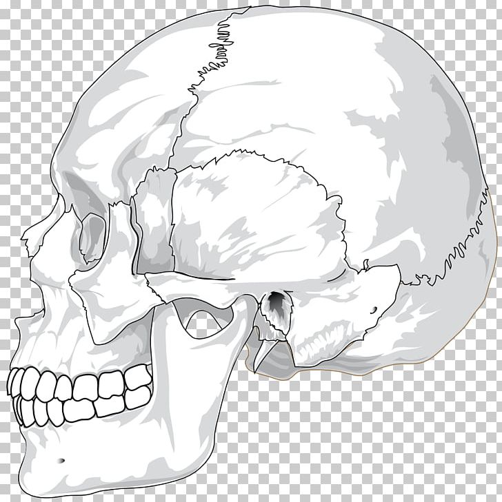 Human Skull Human Skeleton Anatomy Bone PNG, Clipart, Anatomy, Automotive Design, Black And White, Bone, Diagram Free PNG Download