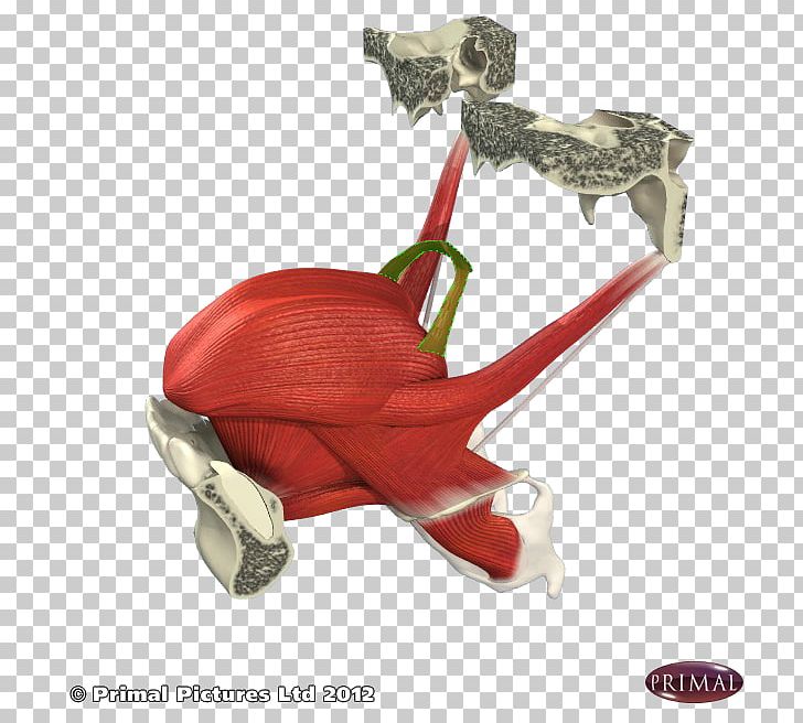 Tongue Anatomy Lingual Tonsils Styloglossus PNG, Clipart, Anatomy, Art, Dissection, Figurine, Fine Art Free PNG Download
