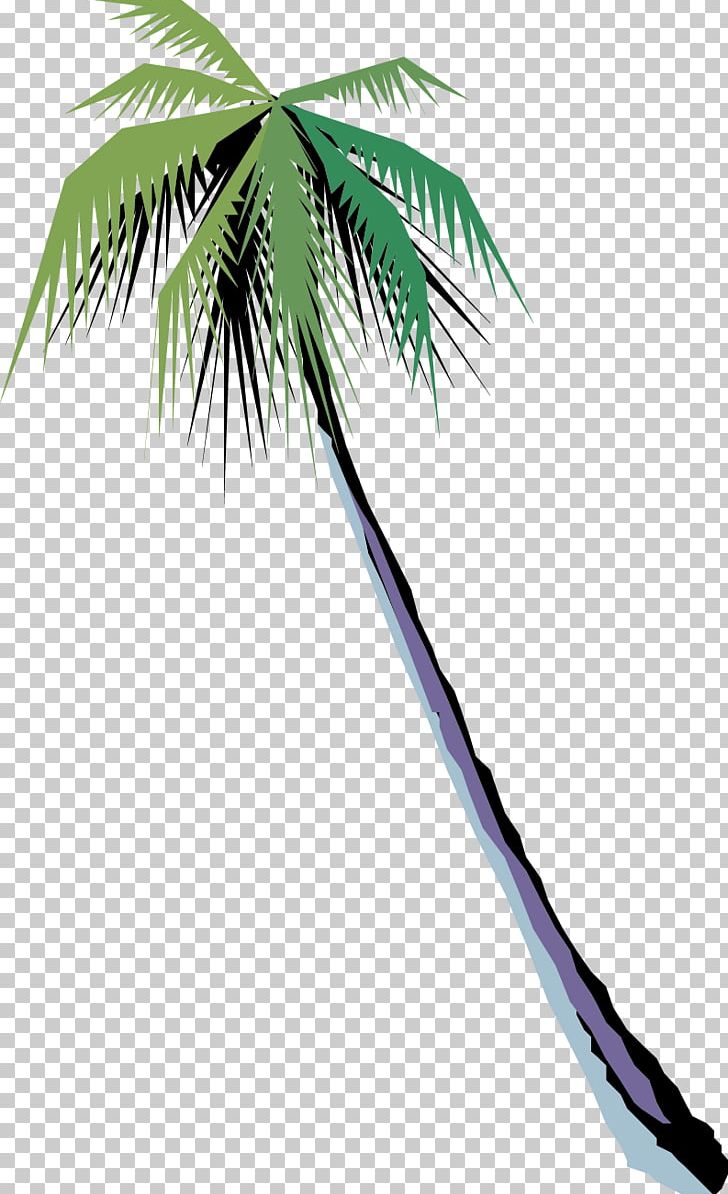 Arecaceae Tree Coconut PNG, Clipart, Arecaceae, Arecales, Background Green, Beach, Branch Free PNG Download