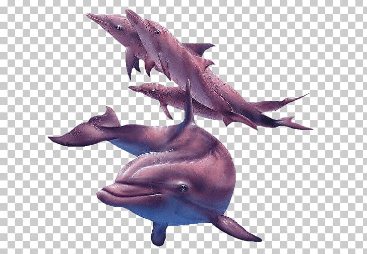 Dolphin Animation Photography PNG, Clipart, Animals, Animation, Blog, Common Bottlenose Dolphin, Daulfin Free PNG Download