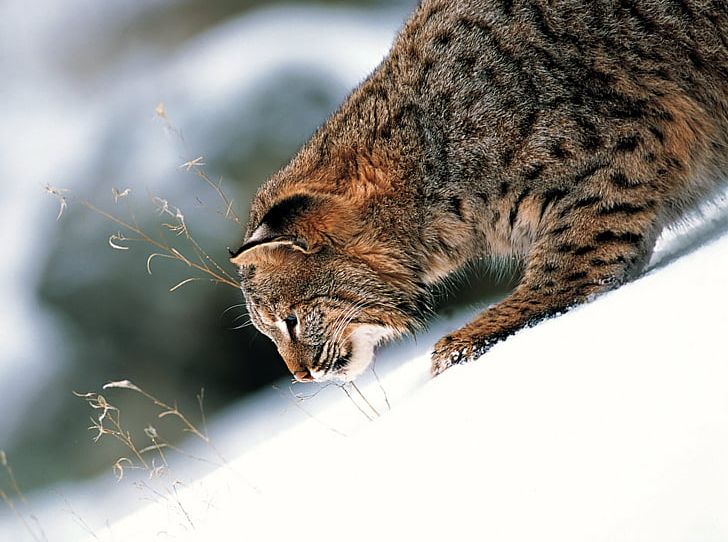 Eurasian Lynx Canada Lynx Bobcat Felidae PNG, Clipart, Animal, Animals, Bobcat, Canada, Carnivoran Free PNG Download