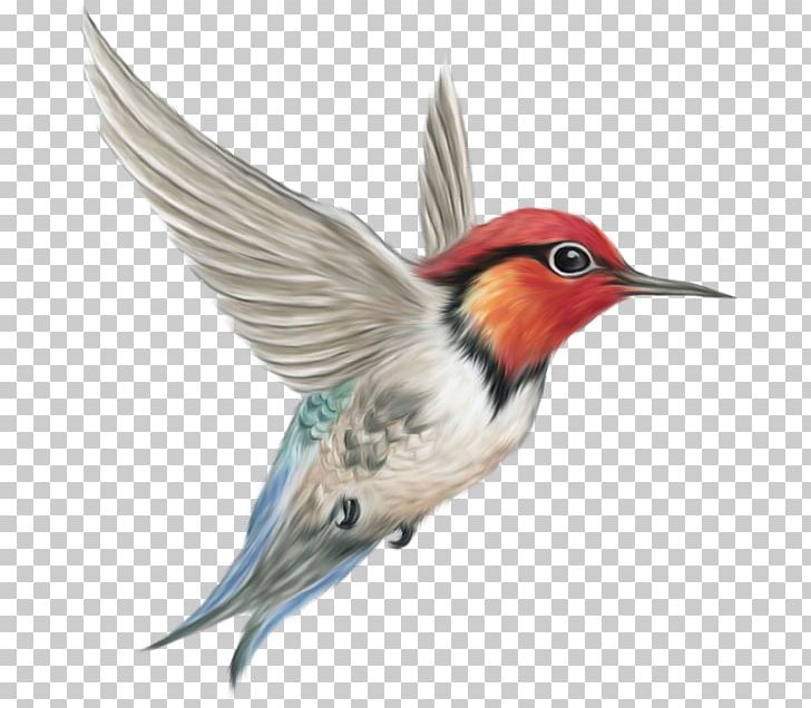 Hummingbird PNG, Clipart, Animals, Beak, Bird, Birds, Computer Icons Free PNG Download