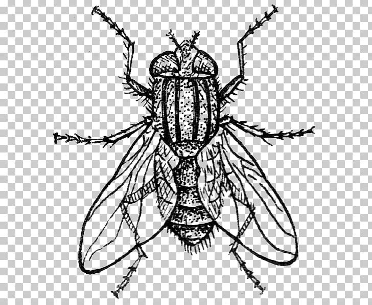 Insect Drawing Housefly PNG, Clipart, Animals, Art, Arthropod, Artwork, Black And White Free PNG Download