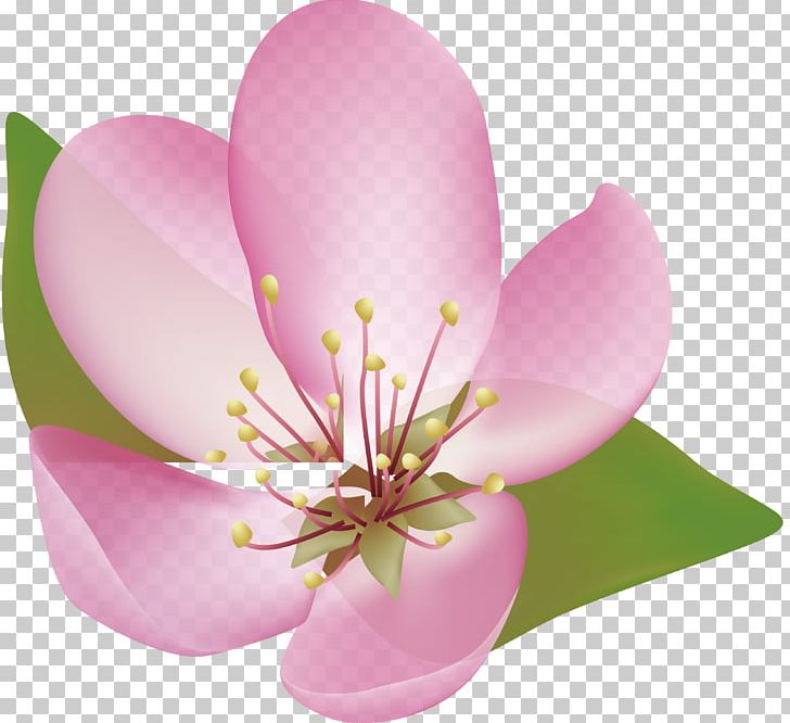 Petal Cherry Blossom PNG, Clipart, Adobe Illustrator, Bloom, Blossom, Cherry, Cherry Blossoms Free PNG Download