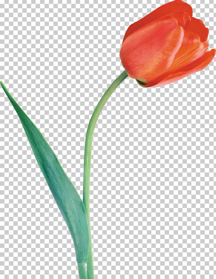 Tulipa Gesneriana Flower Bulb PNG, Clipart, Bud, Bulb, Cut Flowers, Encapsulated Postscript, Flower Free PNG Download