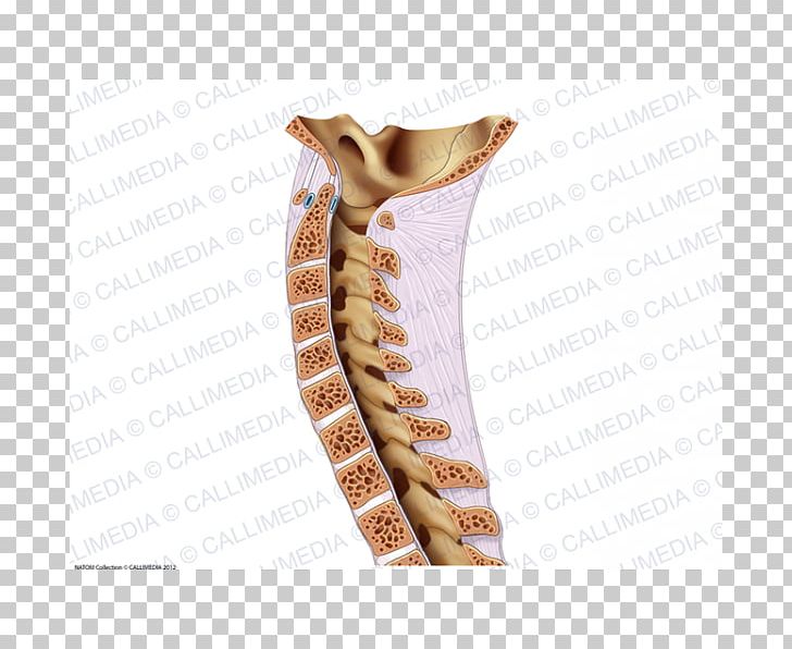 Vertebral Column Bone Rachis Ligament Neck PNG, Clipart, Anatomy, Bone, Coccyx, Head And Neck Anatomy, Joint Free PNG Download