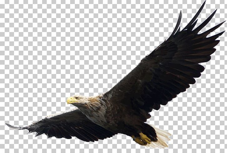 Bald Eagle PNG, Clipart, Accipitriformes, Animals, Bald Eagle, Beak, Bird Free PNG Download