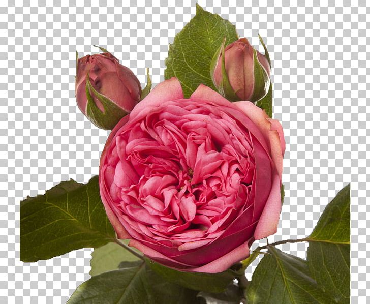 Garden Roses Cabbage Rose French Rose Floribunda PNG, Clipart, Alstroemeria, China Rose, Cut Flowers, Floribunda, Floristry Free PNG Download