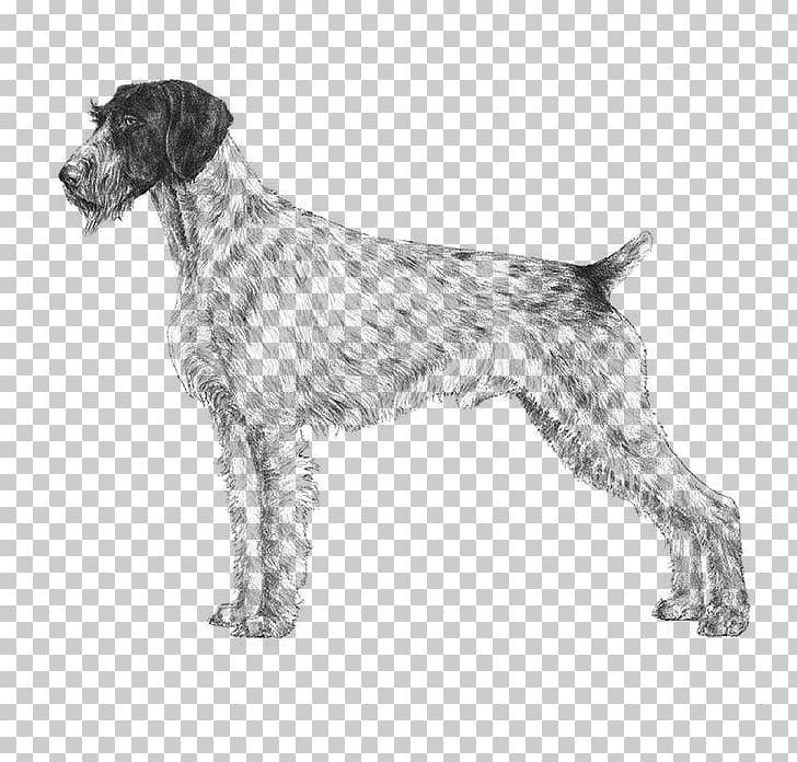 German Wirehaired Pointer Spinone Italiano Wirehaired Pointing Griffon German Shorthaired Pointer PNG, Clipart, American Kennel Club, Breed, Breed Standard, Carnivoran, Dog Breed Free PNG Download